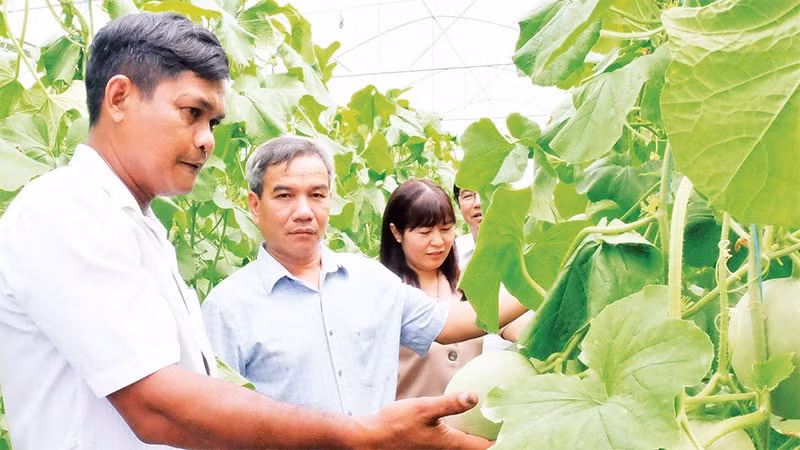 Vườn dưa lưới của Lâm Nhanh, xã Lộc Hưng, tỉnh Đồng Nai đang đem lại hiệu quả kinh tế cao.