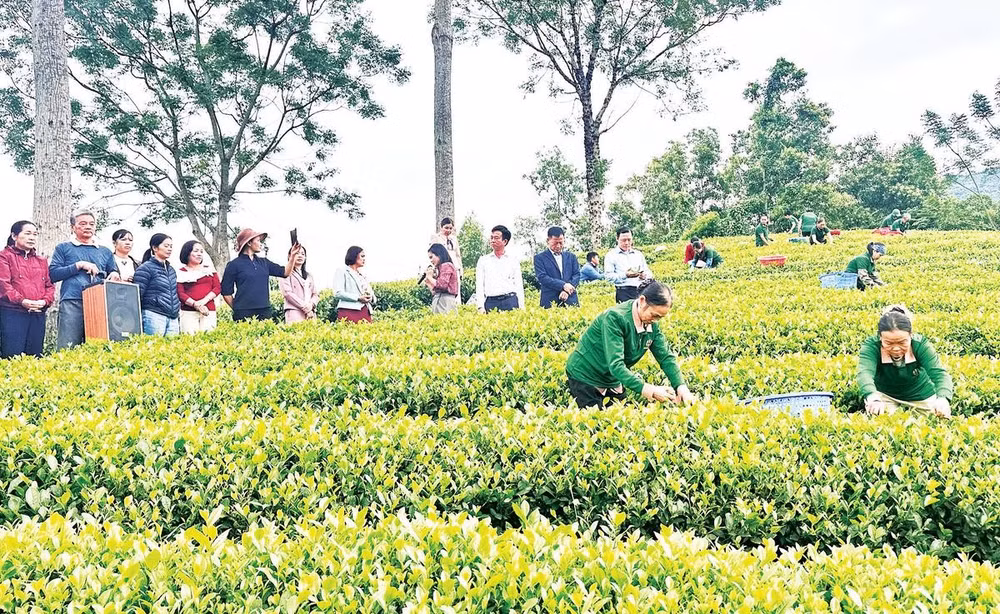Mô hình sản xuất chè hữu cơ xã Phú Xuyên, tỉnh Thái Nguyên.