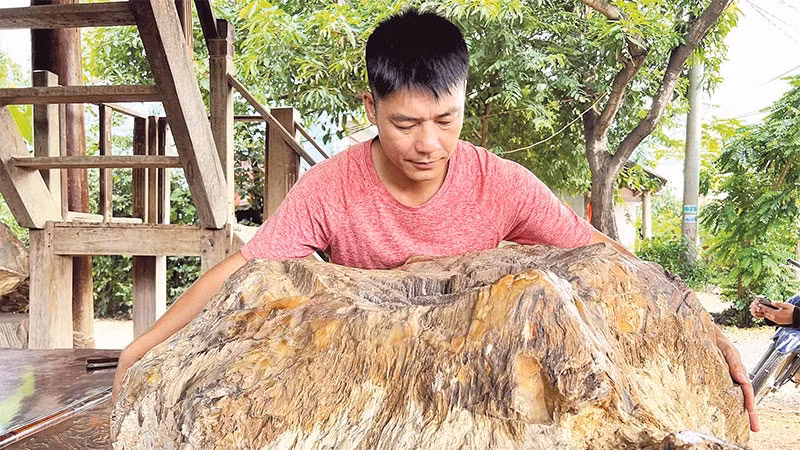 Gỗ hóa đá với vân tự nhiên độc đáo, phản ánh quá trình kiến tạo hàng triệu năm.
