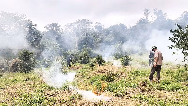 Ban quản lý Khu Bảo tồn thiên nhiên Nam Nung (Lâm Đồng) tổ chức đốt dọn thực bì, phòng, chống cháy rừng trong mùa khô. (Ảnh CHẤN HƯNG)