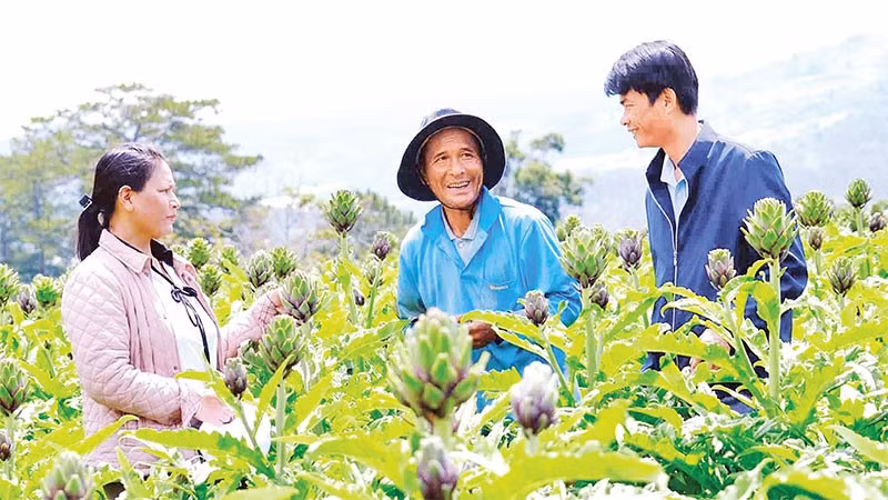 Nhiều gia đình tại Lâm Đồng canh tác cây dược liệu atisô mang lại hiệu quả kinh tế cao.