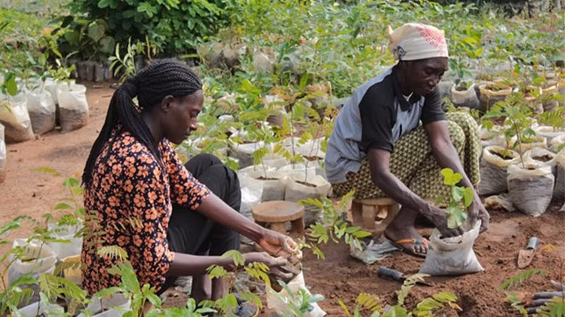 nursery-in-chad.jpg