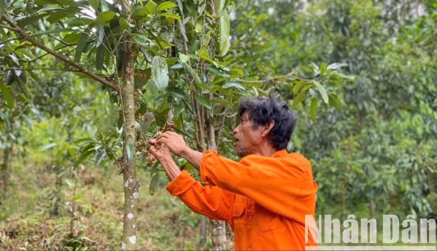Huyện Trà Bồng (Quảng Ngãi) là một trong 4 vùng quế trọng điểm của cả nước, với diện tích hiện có khoảng 5.500ha.
