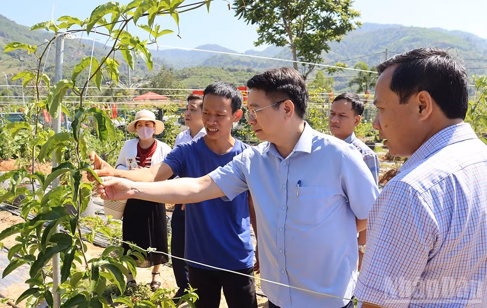 Chính sách hỗ trợ doanh nghiệp đầu tư vào nông nghiệp, nông thôn là đòn bẩy thiết yếu để Quảng Ngãi chuyển đổi nền nông nghiệp manh mún sang sản xuất hàng hóa quy mô lớn, ứng dụng công nghệ cao và phát triển bền vững.