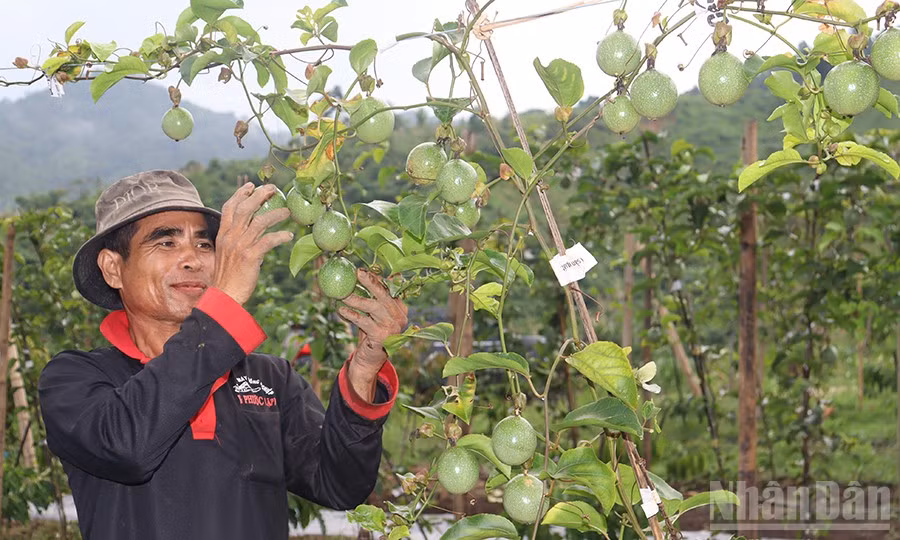 Mô hình liên kết trồng chanh dây tại xã vùng cao Sơn Tây Thượng giúp người dân, nhất là đồng bào dân tộc thiểu số chuyển đổi sinh kế, nâng cao thu nhập. (Ảnh: HIỂN CỪ)