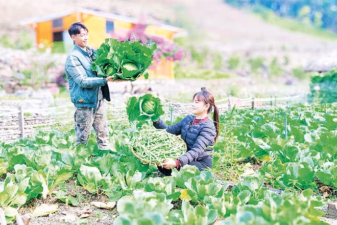 Những công việc hằng ngày của vợ chồng Hà Văn Sáng được quay bằng điện thoại và chia sẻ trên các nền tảng xã hội, đã tạo động lực cho nhiều thanh niên các dân tộc trong xã học và làm theo.