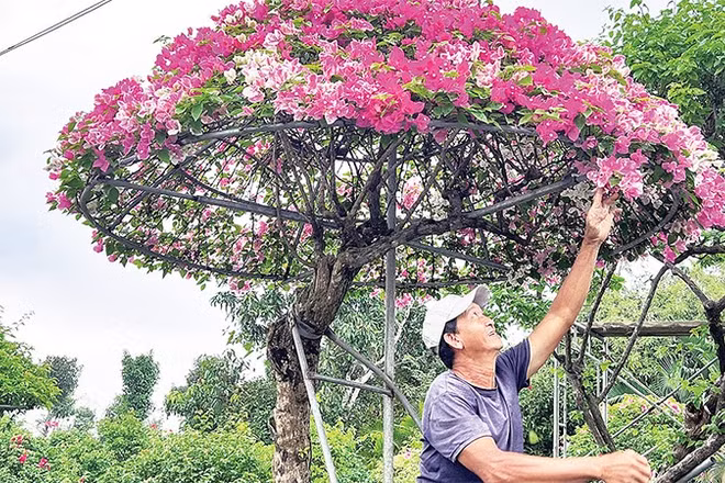 Gia đình ông Nguyễn Văn Màu (xã Hưng Khánh Trung, tỉnh Vĩnh Long) chuyển hướng sản xuất hoa giấy cổ thụ, hoa giấy hình nhà lục giác để đáp ứng nhu cầu người tiêu dùng.