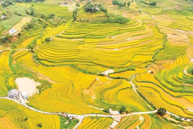 Ruộng bậc thang vào độ chín vàng.