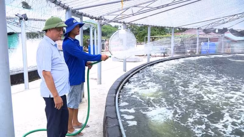 Chăm sóc tôm nuôi tại Hợp tác xã Thủy sản xanh Đông Ngũ, Quảng Ninh. (Ảnh: HẢI HÀ)