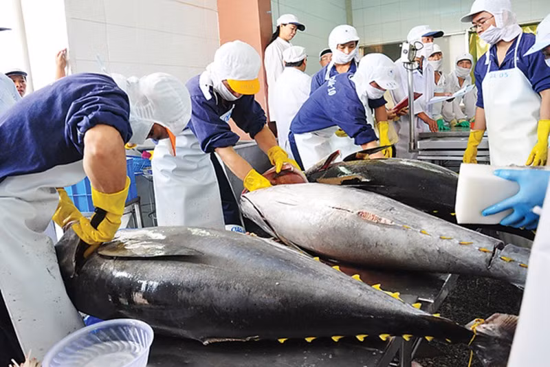 Bài toán nguyên liệu trong lĩnh vực xuất khẩu cá ngừ của Việt Nam vẫn chưa có lời giải khi phần lớn các doanh nghiệp vẫn phải nhập nguyên liệu từ nước ngoài để phục vụ chế biến.