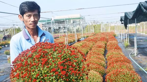 Ông Hoàng Anh thành công nhờ trồng cúc mâm xôi giống Hàn Quốc.