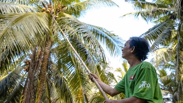 Nông dân tỉnh Vĩnh Long được hỗ trợ phát triển vườn dừa hữu cơ. (Ảnh: MINH LÝ)