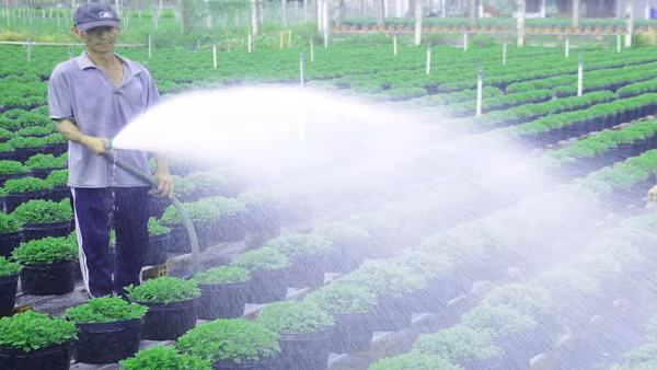 Người dân trồng cúc mâm xôi tại xã Chợ Lách tất bật chuẩn bị vụ hoa Tết. (Ảnh: HOÀNG VŨ)