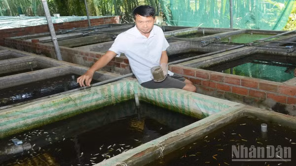 Anh Huyền khởi nghiệp thành công từ niềm đam mê nuôi cá cảnh. (Ảnh: HOÀNG VŨ)