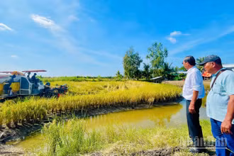 Anh hùng Lao động, kỹ sư Hồ Quang Cua, cha đẻ thương hiệu gạo Gạo ST25 và anh Trần Hoàng Giang, xã Đông Hòa, tỉnh An Giang giám sát quy trình thu hoạch lúa ST25.