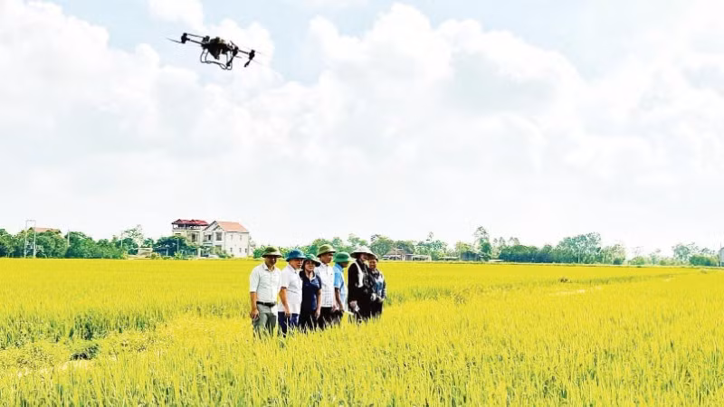 Mô hình sử dụng máy bay không người lái ở xã Nguyễn Trãi, tỉnh Hưng Yên trong quản lý, chăm sóc lúa.