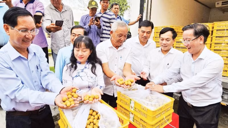 Sở Công thương thành phố Cần Thơ phối hợp doanh nghiệp đưa trái thanh nhãn xuất khẩu sang Mỹ.