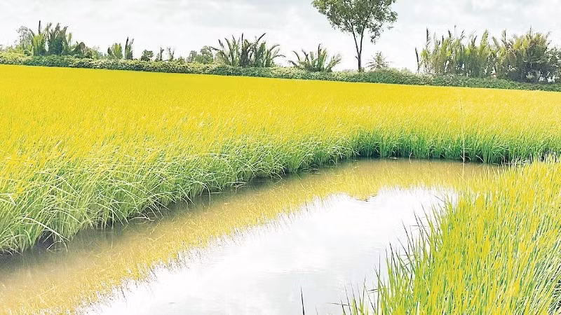 Nhiều hộ nông dân ở các xã Vĩnh Lộc, Ninh Thạnh Lợi, Hồng Dân (Cà Mau) trồng giống lúa BL9 kết hợp nuôi tôm, đem lại hiệu quả rất cao.