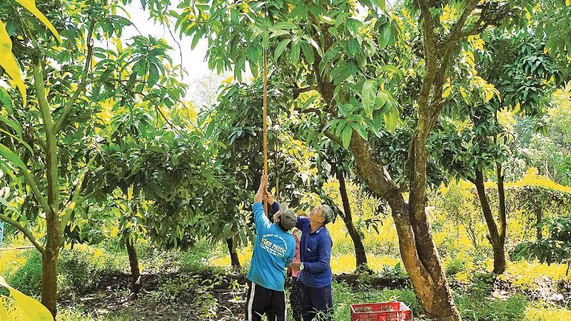 Nhà vườn Cù Lao Giêng kém vui vì vụ này xoài giá thấp.