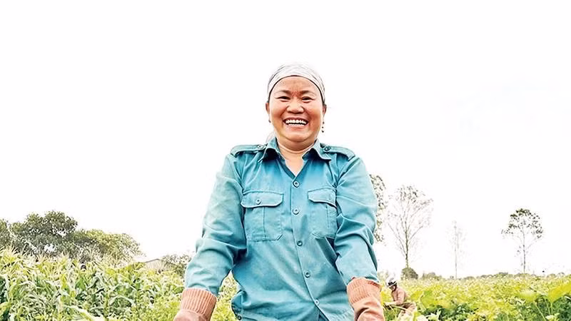 Nông dân xã Cửa Tùng thu hoạch môn tây.