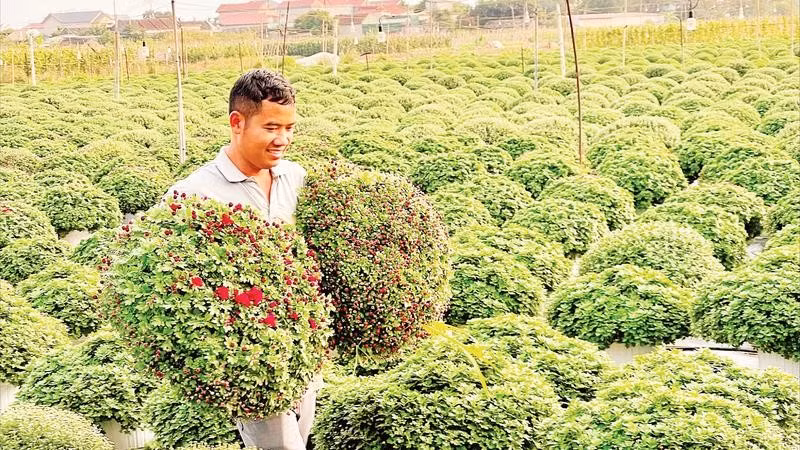 Những chậu cúc mâm xôi đang được người trồng hoa, cây cảnh Ninh Bình chăm sóc kỹ lưỡng.