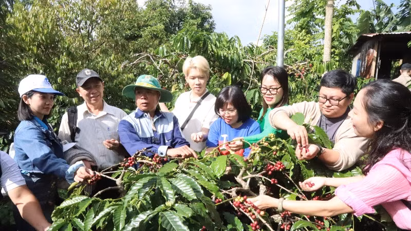 Đắk Lắk ngày càng mở rộng diện tích cà-phê sản xuất theo hướng hữu cơ và truy xuất nguồn gốc để nâng cao chất lượng, mở rộng thị trường xuất khẩu.