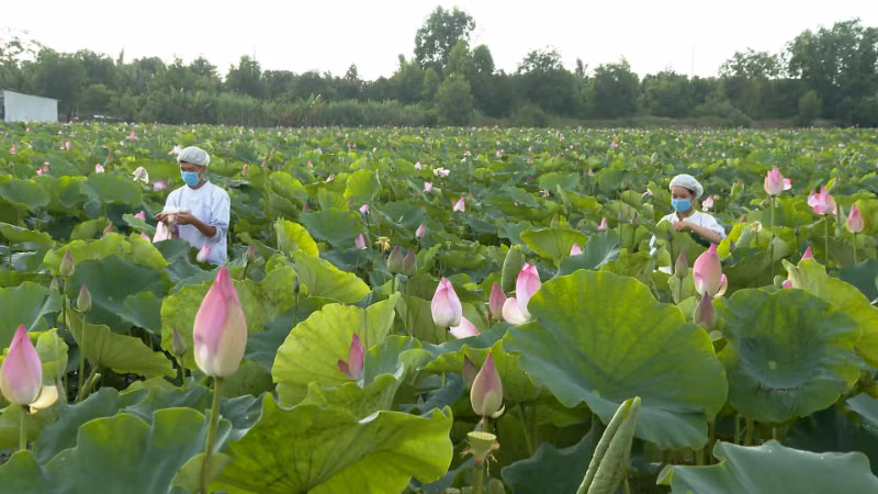 Cây sen ở xã Đốc Binh Kiều, tỉnh Đồng Tháp được trồng góp phần phát triển kinh tế nông nghiệp, tăng thu nhập, ổn định cuộc sống người dân.