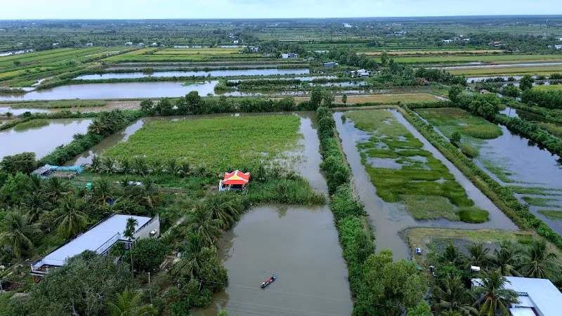 Nhà nông Cà Mau cần mẫn với ruộng đồng nhưng nông sản làm ra phụ thuộc thị trường, thường bị ép giá khi vào chín vụ.