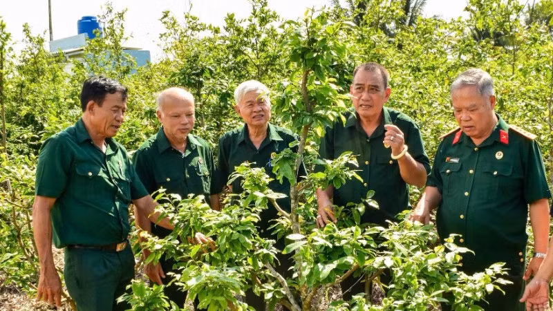 Chủ tịch Hội Cựu chiến binh tỉnh Tây Ninh Nguyễn Văn Kìa (bìa phải) cùng các hội viên tham quan mô hình trồng mai vàng của hội viên trên địa bàn tỉnh.