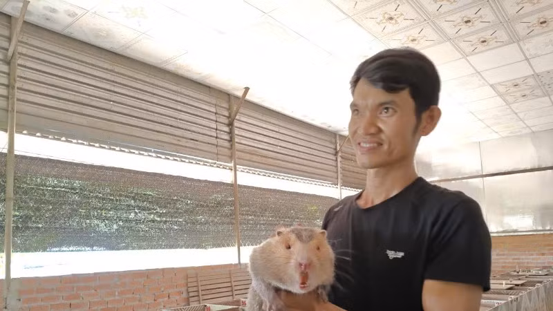Từ nguồn vốn tín dụng chính sách, Nguyễn Trung Thành đã phát triển chăn nuôi đem lại thu nhập ổn định cho gia đình