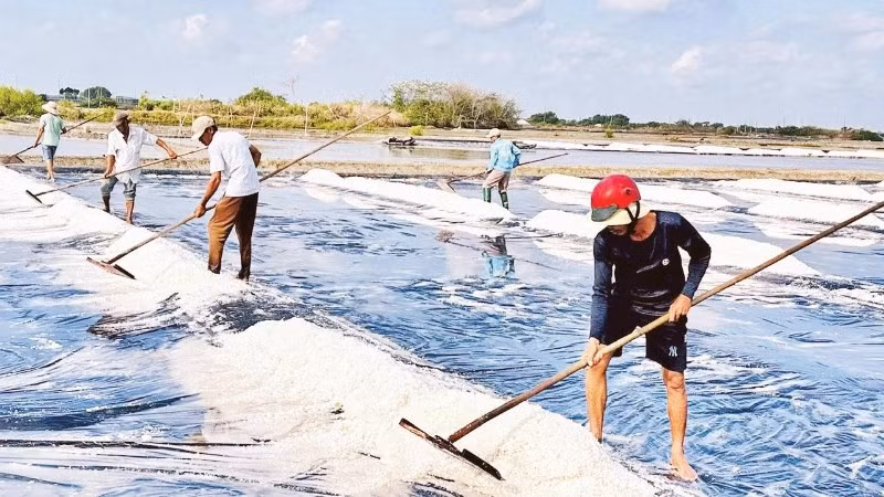 Diêm dân thu hoạch muối.