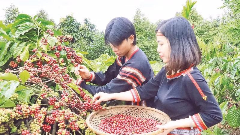 “Tri thức trồng và chế biến cà-phê Đắk Lắk” được chứng nhận Di sản văn hóa phi vật thể quốc gia.