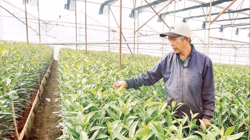 Nhà vườn tại làng hoa Thái Phiên, phường Lâm Viên-Đà Lạt chăm sóc vườn hoa lily phục vụ Tết.