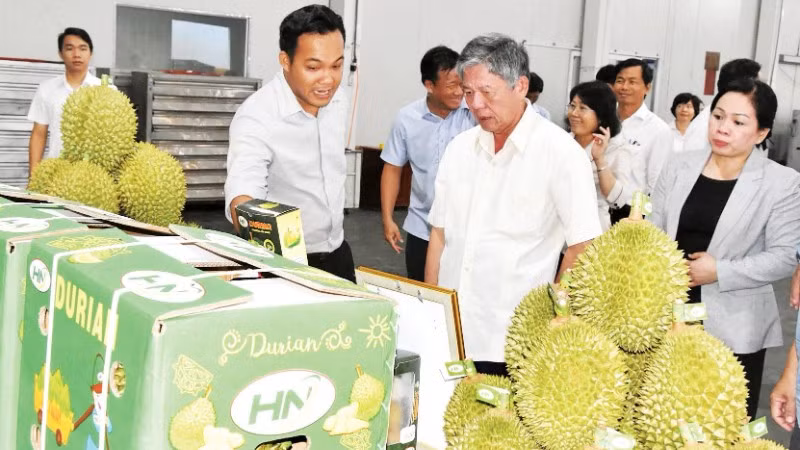 Lãnh đạo tỉnh Đồng Tháp thăm doanh nghiệp và tháo gỡ khó khăn trong xuất khẩu sầu riêng trên địa bàn.