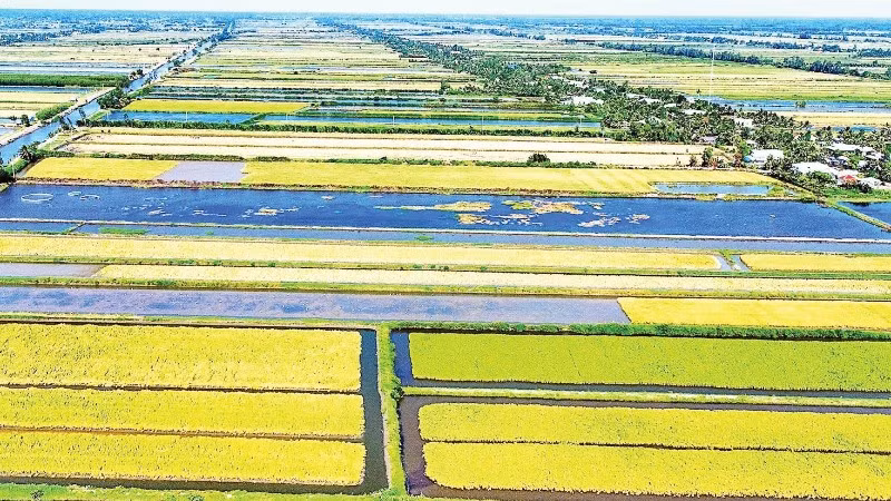 Cánh đồng lúa-tôm được giới chuyên gia đánh giá là mô hình canh tác sinh thái đặc thù tại đồng đất Cà Mau, cho ra những sản phẩm gạo hữu cơ đạt nhiều chứng nhận quốc tế và thân thiện với môi trường.