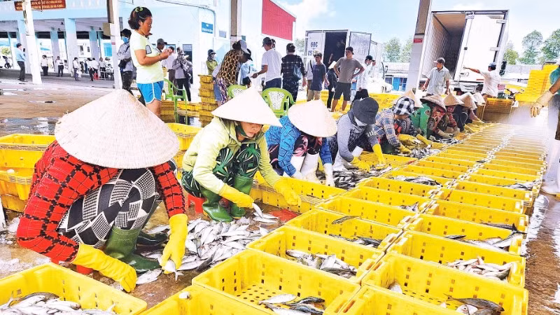 Hoạt động thu mua, phân loại tại cảng cá Tắc Cậu.