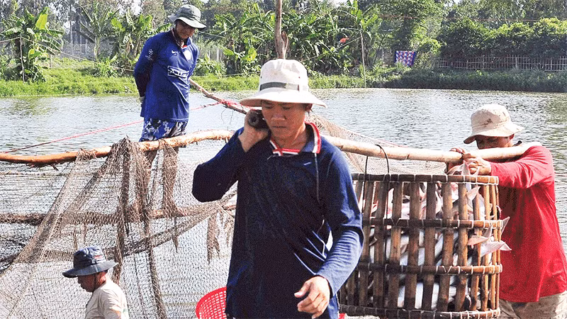 Thu hoạch cá tra ở Hợp tác xã Thới An, thành phố Cần Thơ.