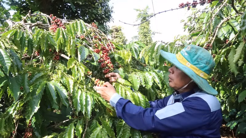 Hiện nay, nhiều nông dân ở Đắk Lắk đầu tư sản xuất cà-phê hữu cơ để phát triển bền vững.