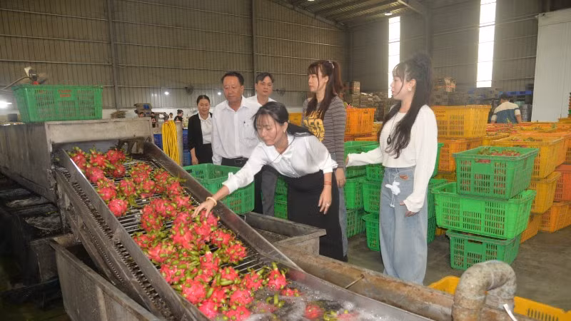 Lãnh đạo xã Mỹ Tịnh An, tỉnh Đồng Tháp đến thăm một cơ sở thu mua thanh long trên địa bàn.
