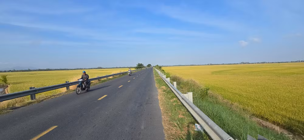 bai-69-angianghatgao2-nhung-canh-dong-lua-triu-hat-o-an-giang.jpg