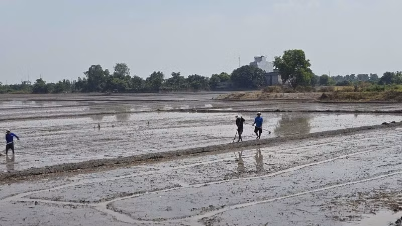 Nông dân An Giang dọn đồng xuống giống mùa vụ mới