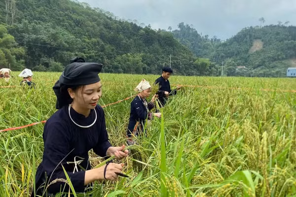 Thi hái lúa nếp non bằng dụng cụ truyền thống. (Ảnh: TUẤN SƠN)