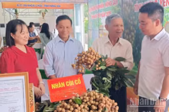 Vấn đề đầu ra cho sản phẩm nông sản luôn là bài toán cần tháo gỡ cho doanh nghiệp, nhà sản xuất và hộ nông dân ở Hưng Yên.