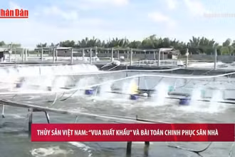 [Video] Thủy sản Việt Nam: “Vua xuất khẩu” và bài toán chinh phục sân nhà
