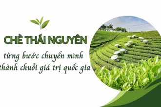 Chè Thái Nguyên từng bước chuyển mình thành chuỗi giá trị quốc gia