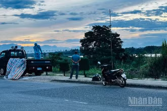 Cán bộ thú y đưa lợn dịch bệnh ra khu vực bãi sông Trà Khúc xử lý vì không có nơi chôn lấp, tiêu hủy.