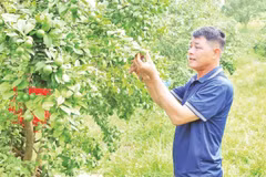 Vườn chanh tứ thì của gia đình ông Nguyễn Xuân Hiển, thôn Gia Cát thu lãi hơn 100 triệu đồng mỗi năm.