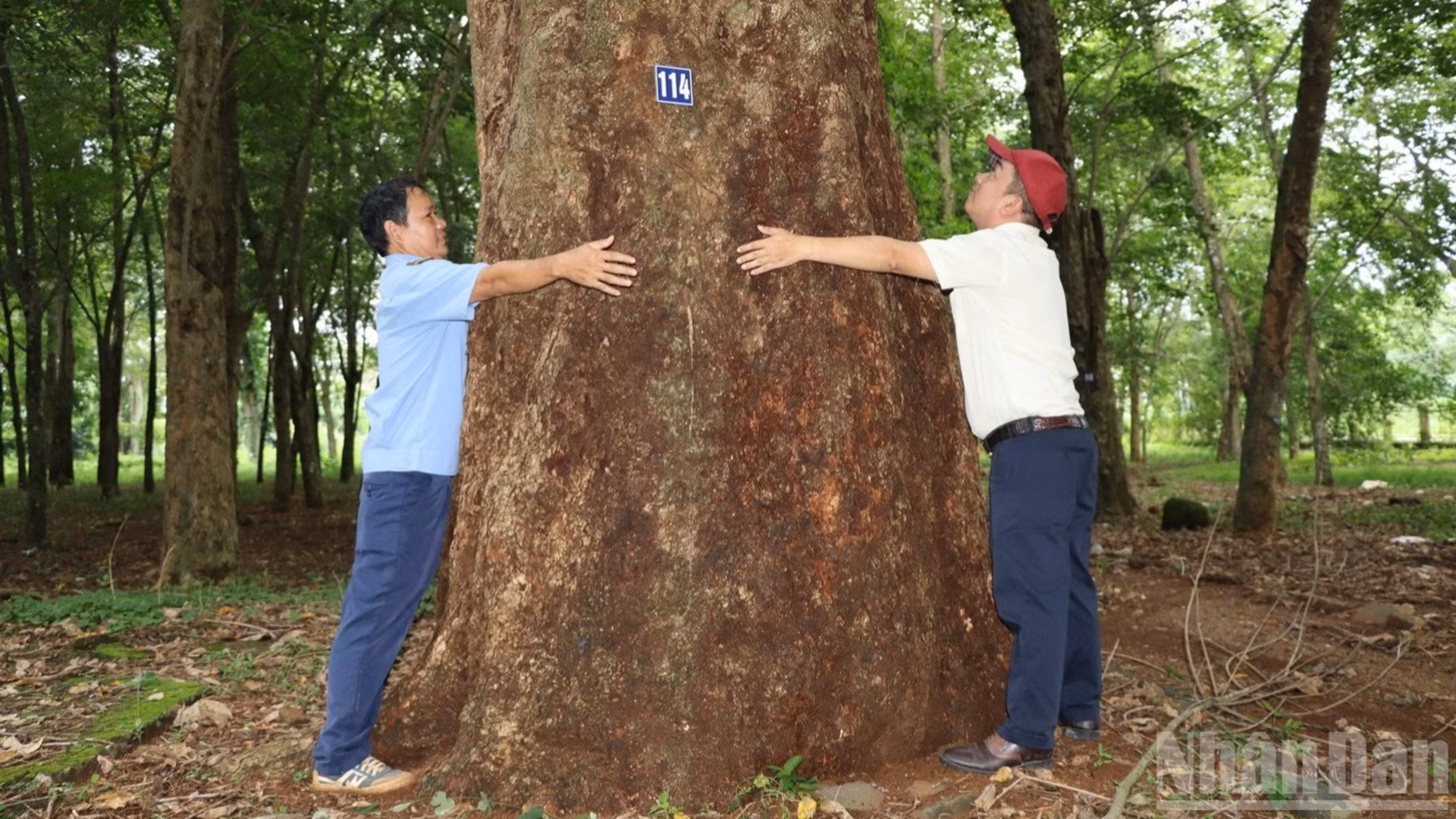Cây cao-su 120 năm tuổi trong vườn cao-su bảo tồn tại Đồng Nai.