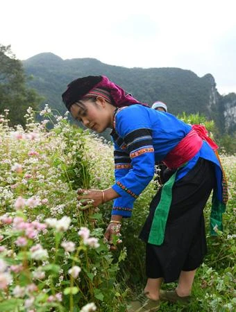 Cờ Lao