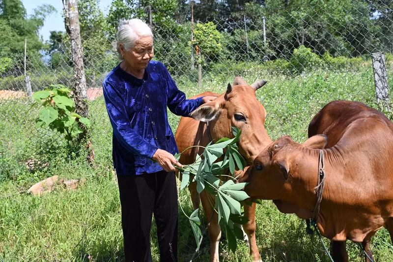 ban-sao-mo-hinh-chan-nuoi-bo-nai-giup-ba-le-thi-binh-o-thon-binh-minh-xa-huong-binh-huong-khe-vuon-len-trong-cuoc-song.jpg